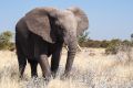 2012-07-04 Namibia 542 - Etoscha Nationalpark - Afrikanischer Elefant